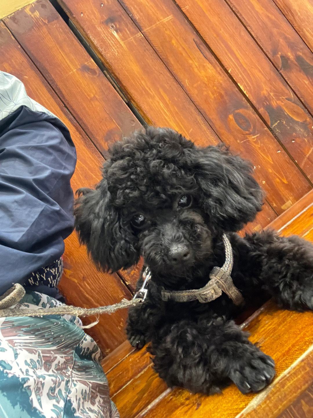 泰迪不建议养的原因,泰迪皮肤有黑色斑点什么原因