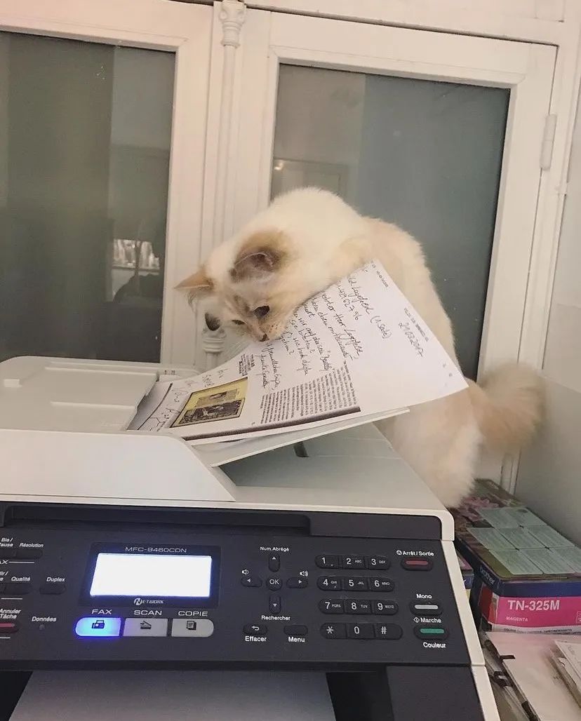 刘雯邓文迪,邓文迪杨紫琼