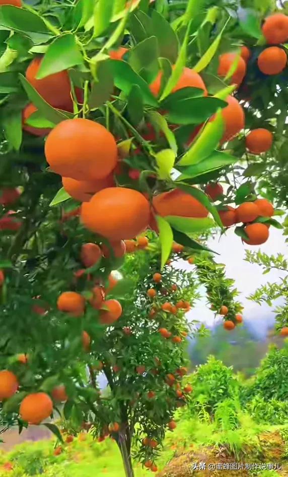 壁纸图片水果清新,丰收的水果高清图片壁纸