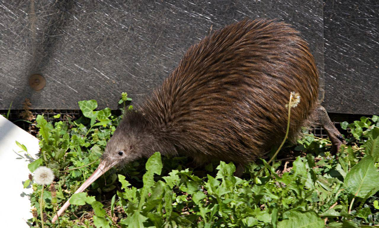 “新西兰”现状:带你看看一个真实的新西兰