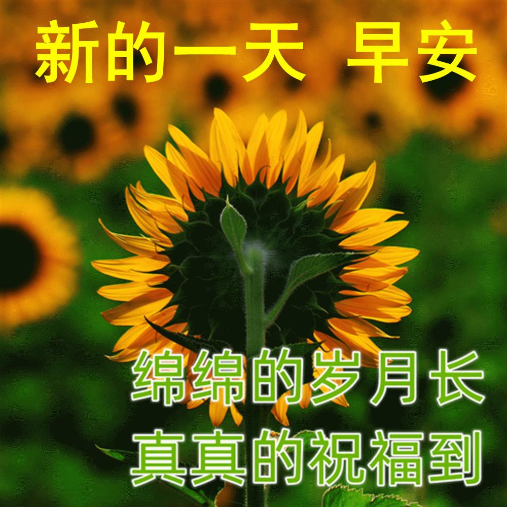 最新漂亮早上好问候图片鲜花带字,2023早上好问候语
