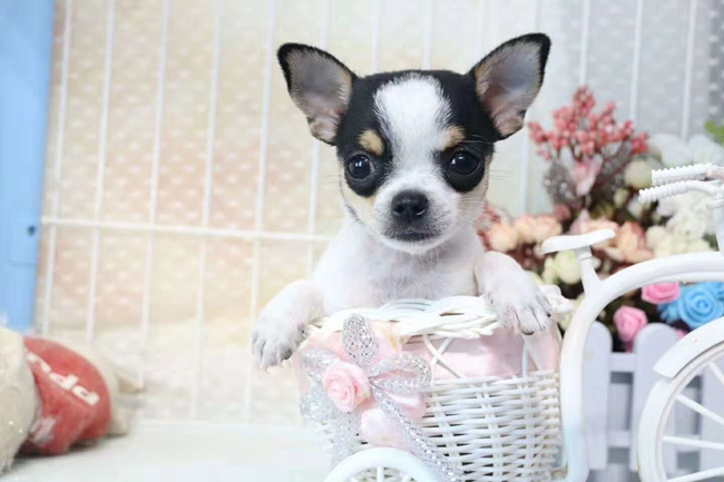 吉娃娃呼吸急促身体发抖,吉娃娃呼吸声音变粗怎么治