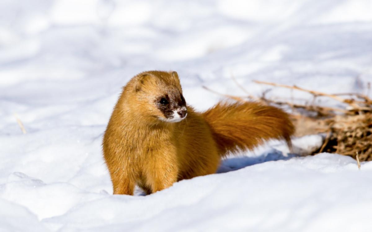 湖北一钓友常被黄鼠狼“打劫”,钓鱼佬被抢劫