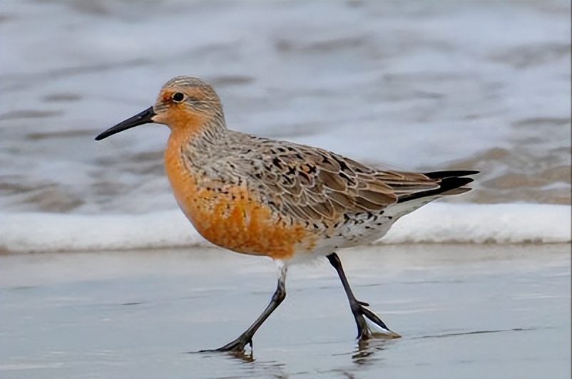 600只鸟图片,50张好看的鸟图片