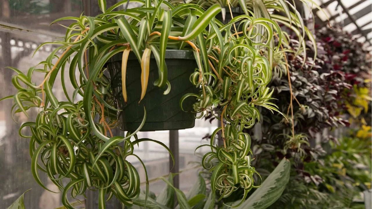 吊兰叶尖发黄怎么办最有效,吊兰叶尖发黄的原因及解决方法