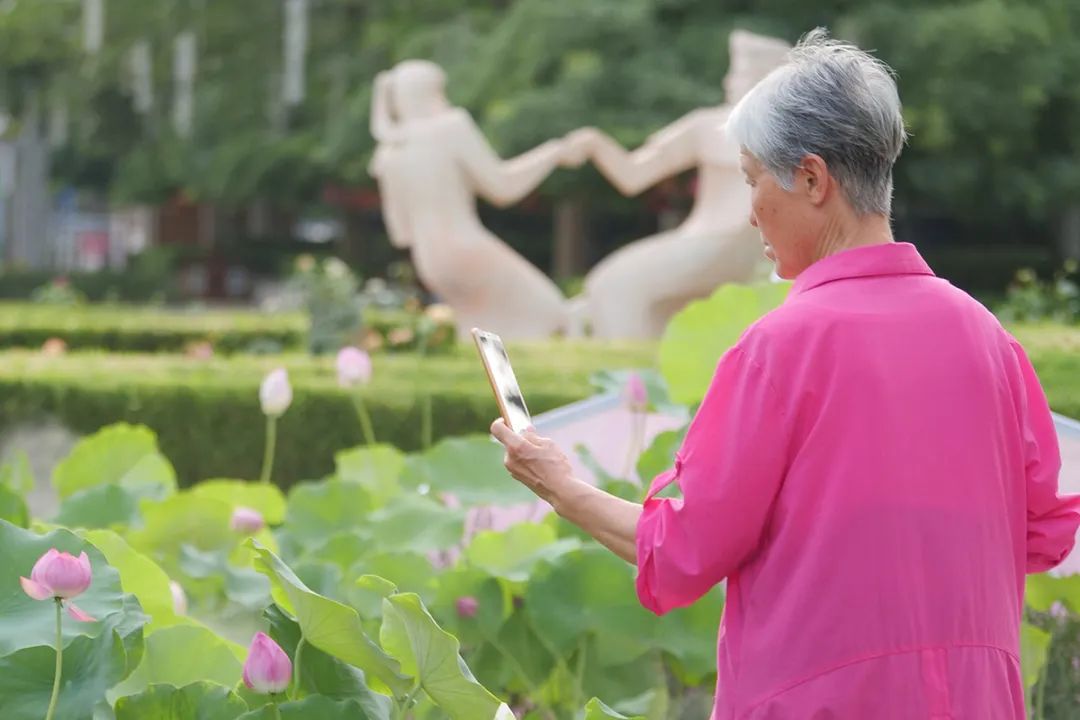 顺义公园荷花盛开,顺义这片30余亩荷花海惊艳盛放