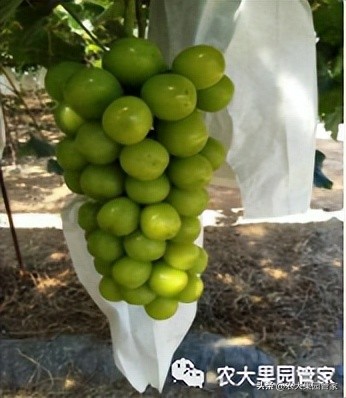 优质果树苗木品种介绍,最好的新品种苹果苗木