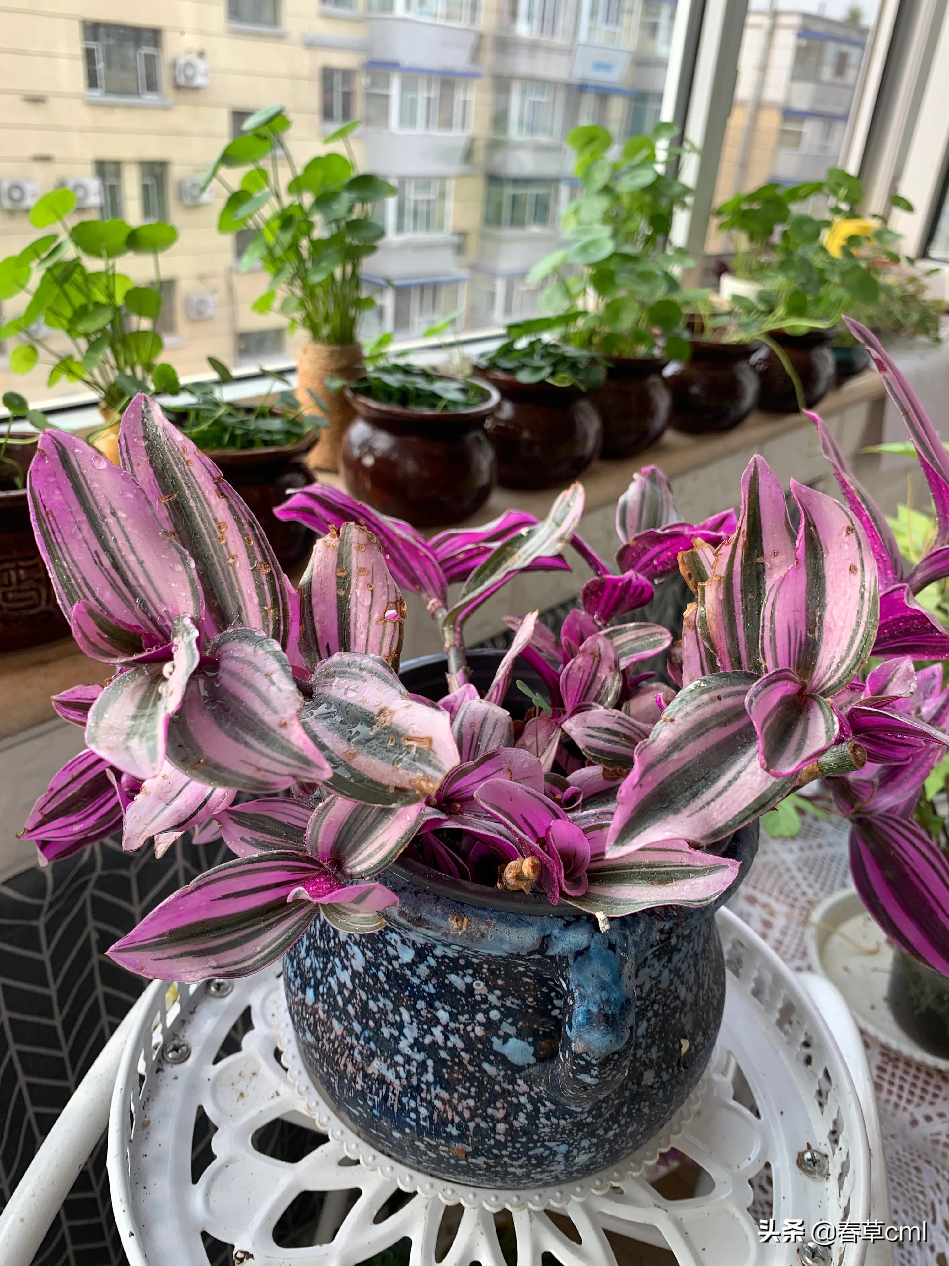 家里的花都被猫弄了怎么办,家里的花被别人摘了怎么办