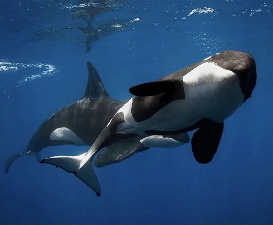 外表可爱却很凶残的动物大熊猫,大熊猫凶残的一面是什么样的