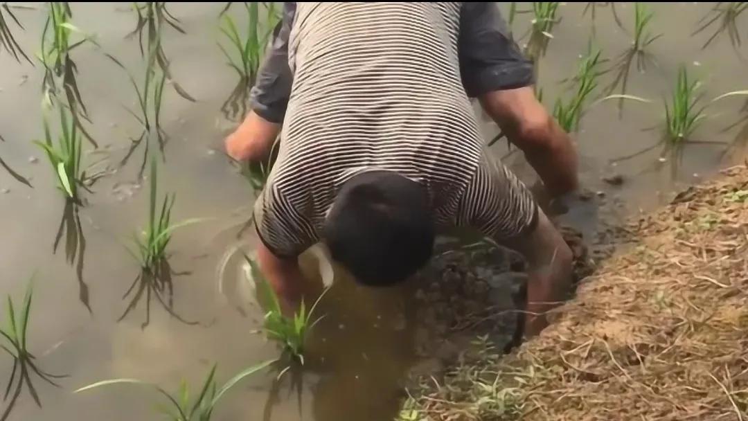 地笼捕黄鳝十大绝招,地笼捕黄鳝选择塘沟哪个位置最好