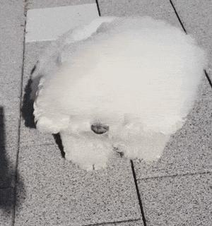 让比熊去流浪会死吗,比熊一不小心就流浪了