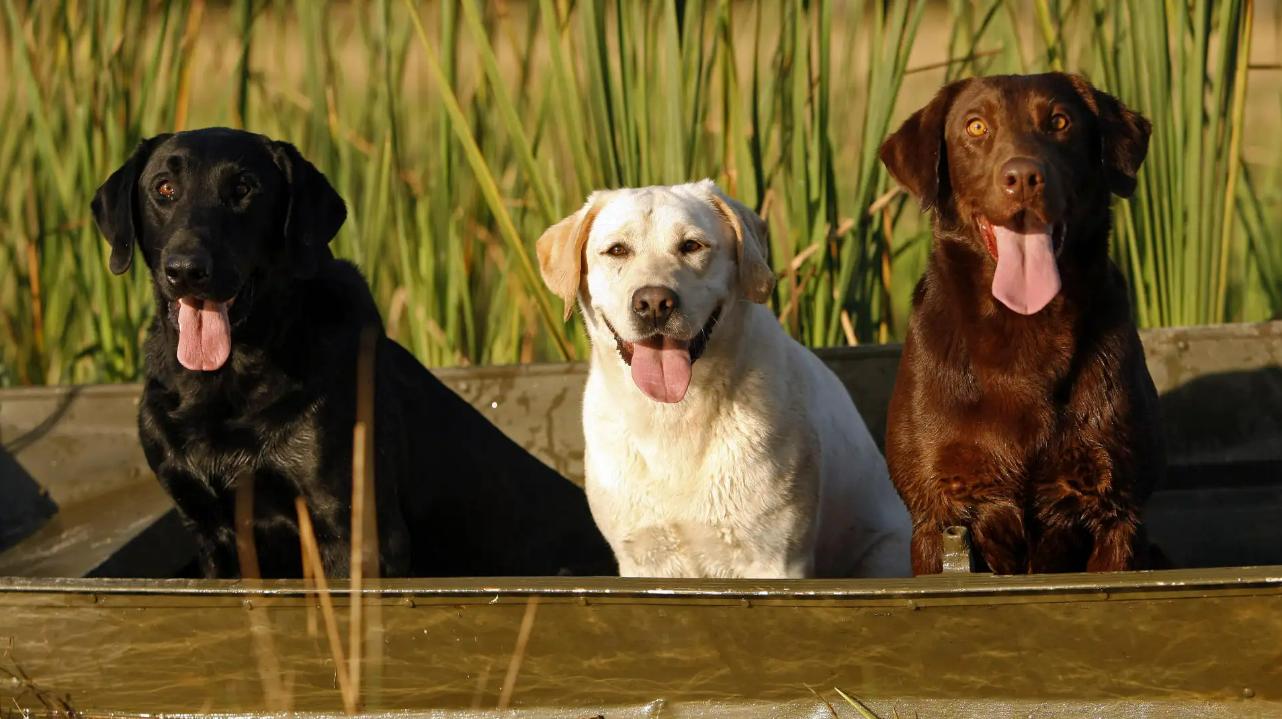 动物在交配前，为啥会先闻对方的屁股，小小肛门释放了多少信息？