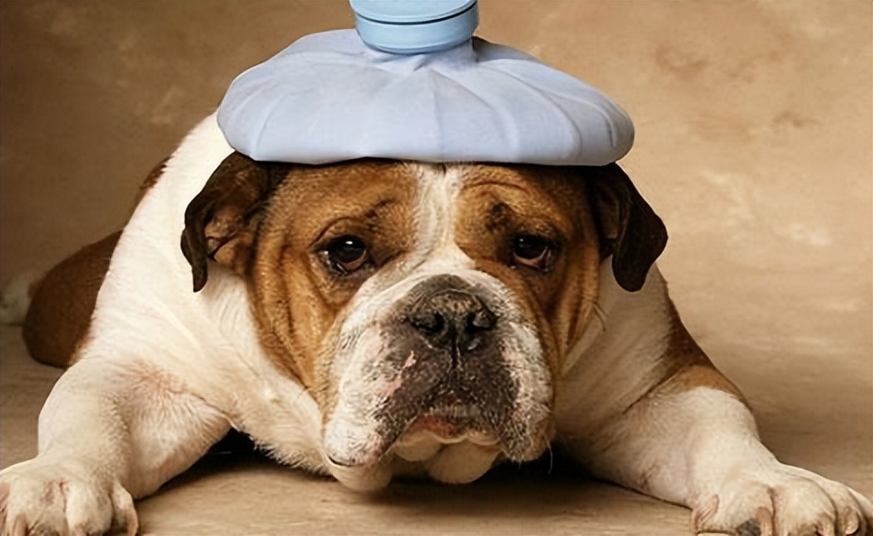 公狗绝育后蛋蛋会退化吗,公狗绝育后体型会变大吗