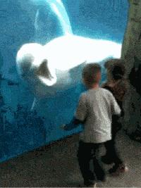 神回复多大点事,神回复小孩笑死人