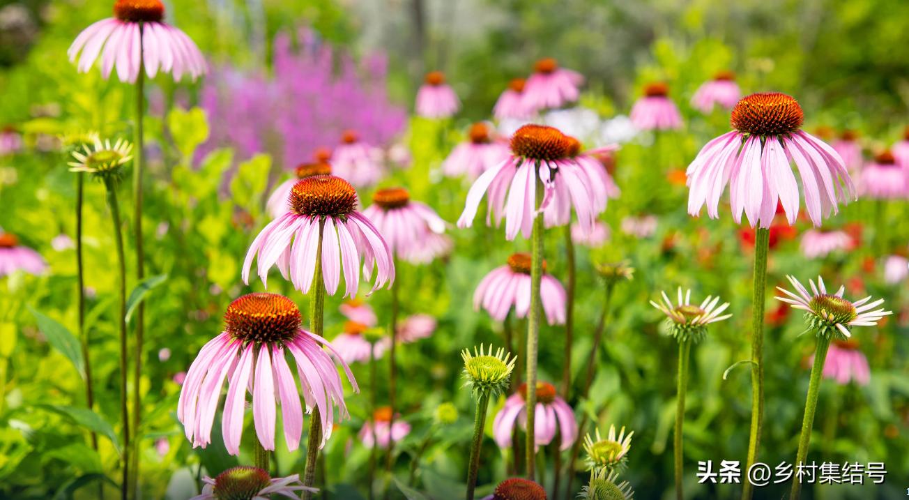 北海道上野农场,日本北海道上野农场