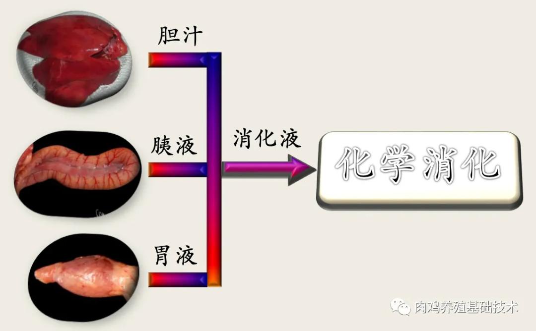 怎么看蛋鸡消化吸收好不好,怎么增强蛋鸡消化系统