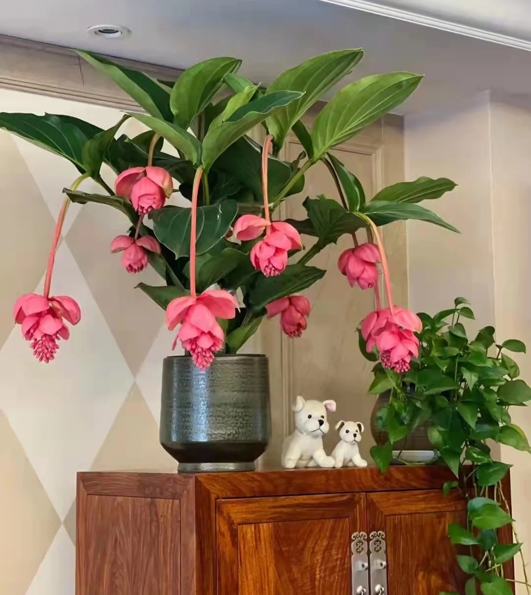 最美花王,花王宝莲灯