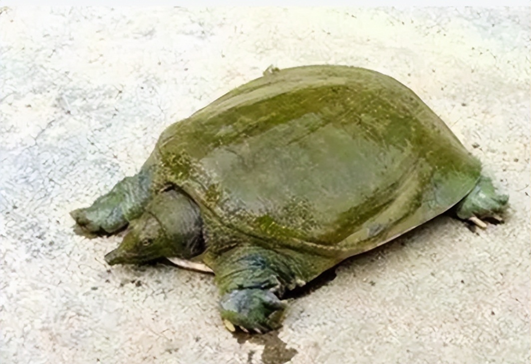 野生鱼，你买对了吗？