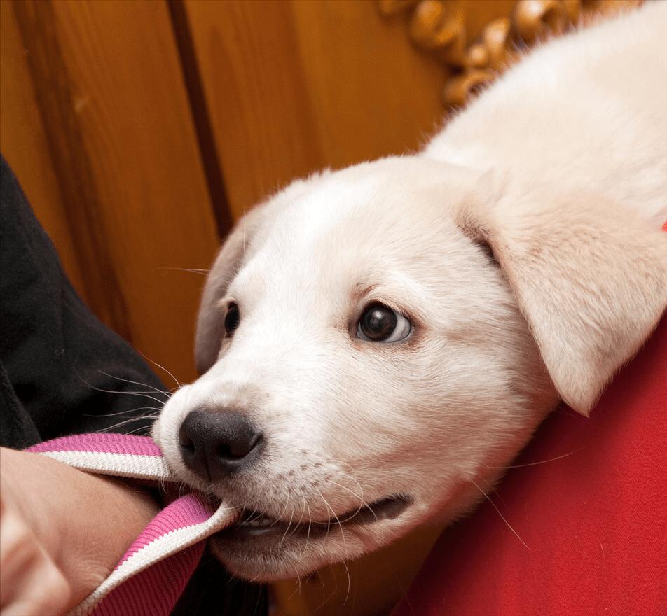 狗狗为什么喜欢轻咬主人,狗狗张嘴轻咬代表什么意思