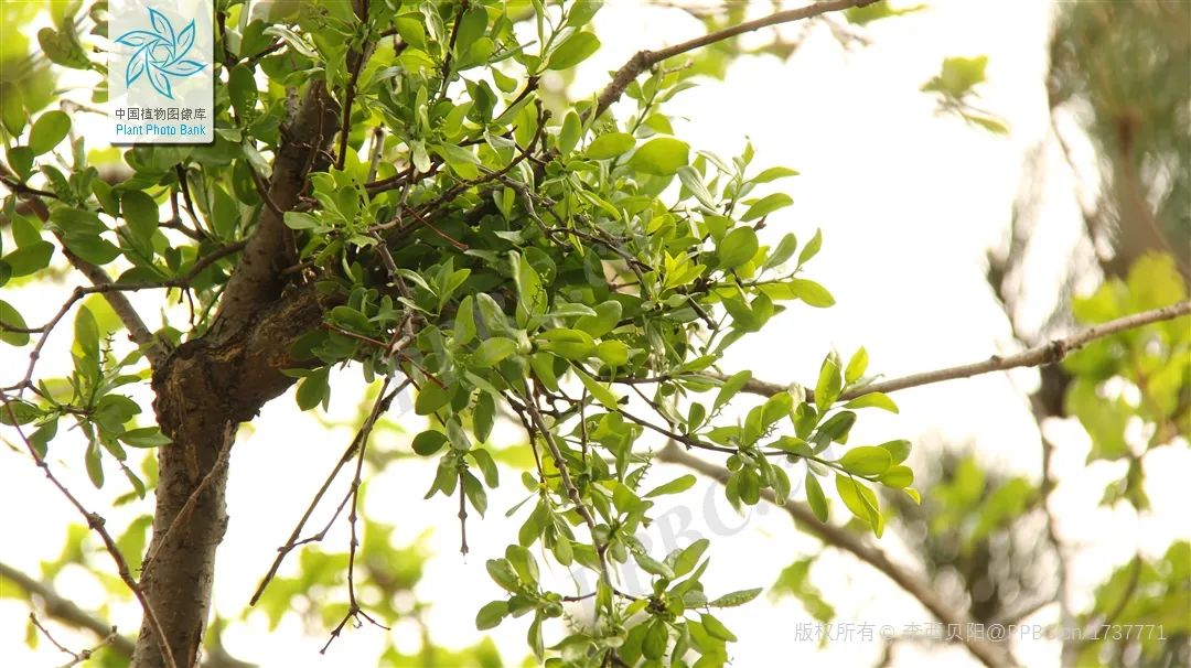 “菟菟”那么可爱，为什么还要这么卷呢？