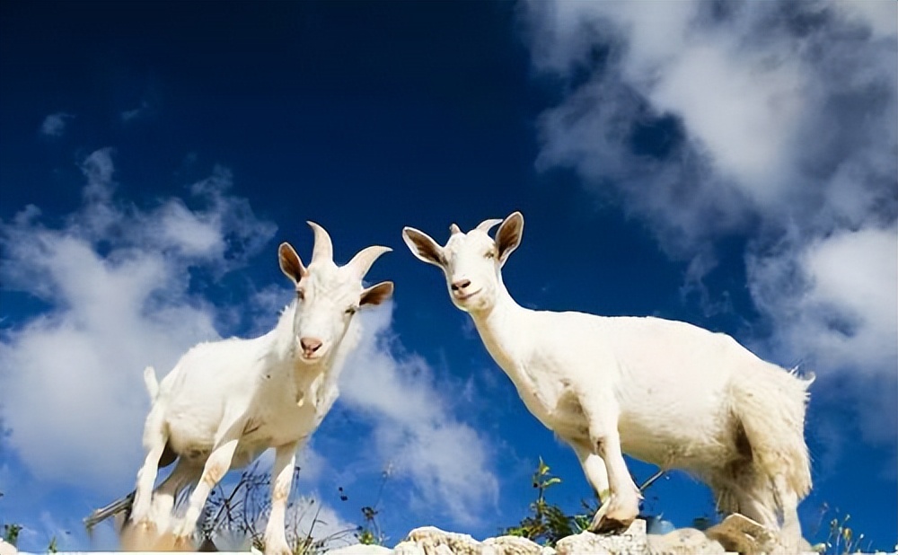 忽悠老人的羊奶粉,你踩雷了吗?医生:看清这几点,别再上当受骗