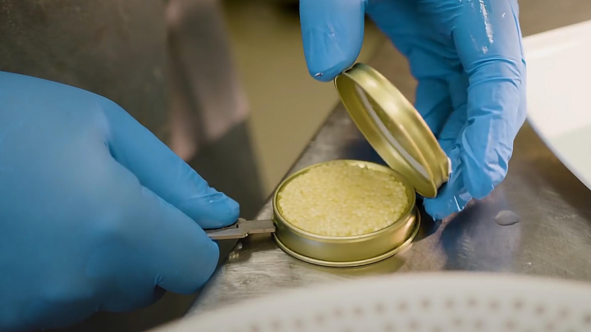 科学告诉你鱼子酱为什么这么贵,顶级鱼子酱为什么这么贵