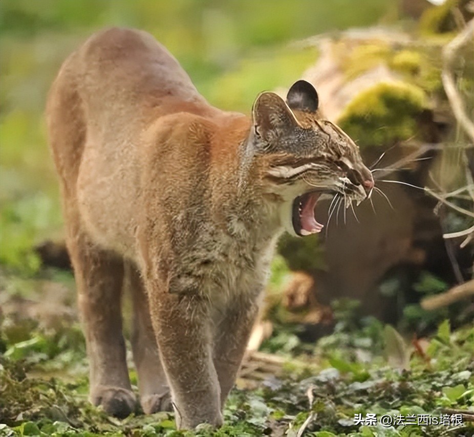 虎生三子，必有一彪，罕见！秦岭1年集齐金、花、黑多色“彪虎”