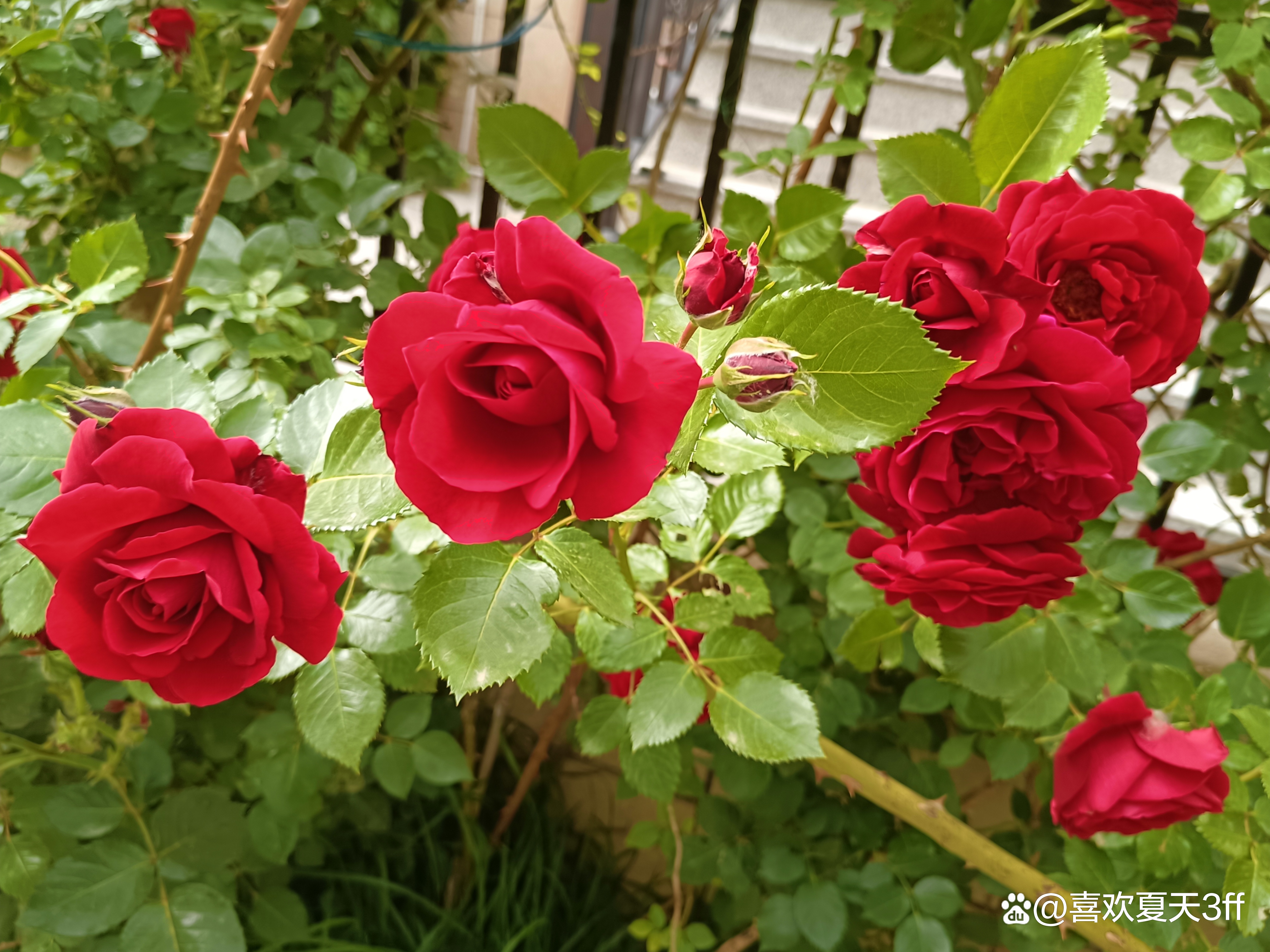 端午节快乐莲花盛开,端午节前后插花容易活吗