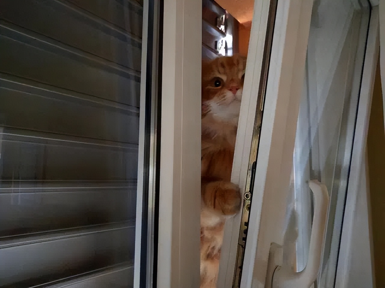 20多斤巨型橘猫,20斤的流浪橘猫