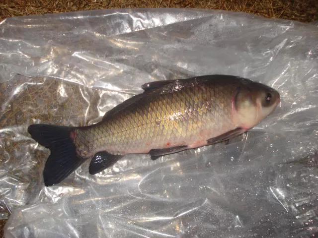 2020年禁养水产类名单,国家禁止放生的鱼类有哪些