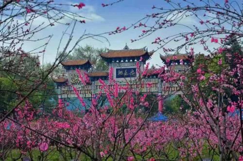 桃花源里看桃花风景优美,再游桃花源美景