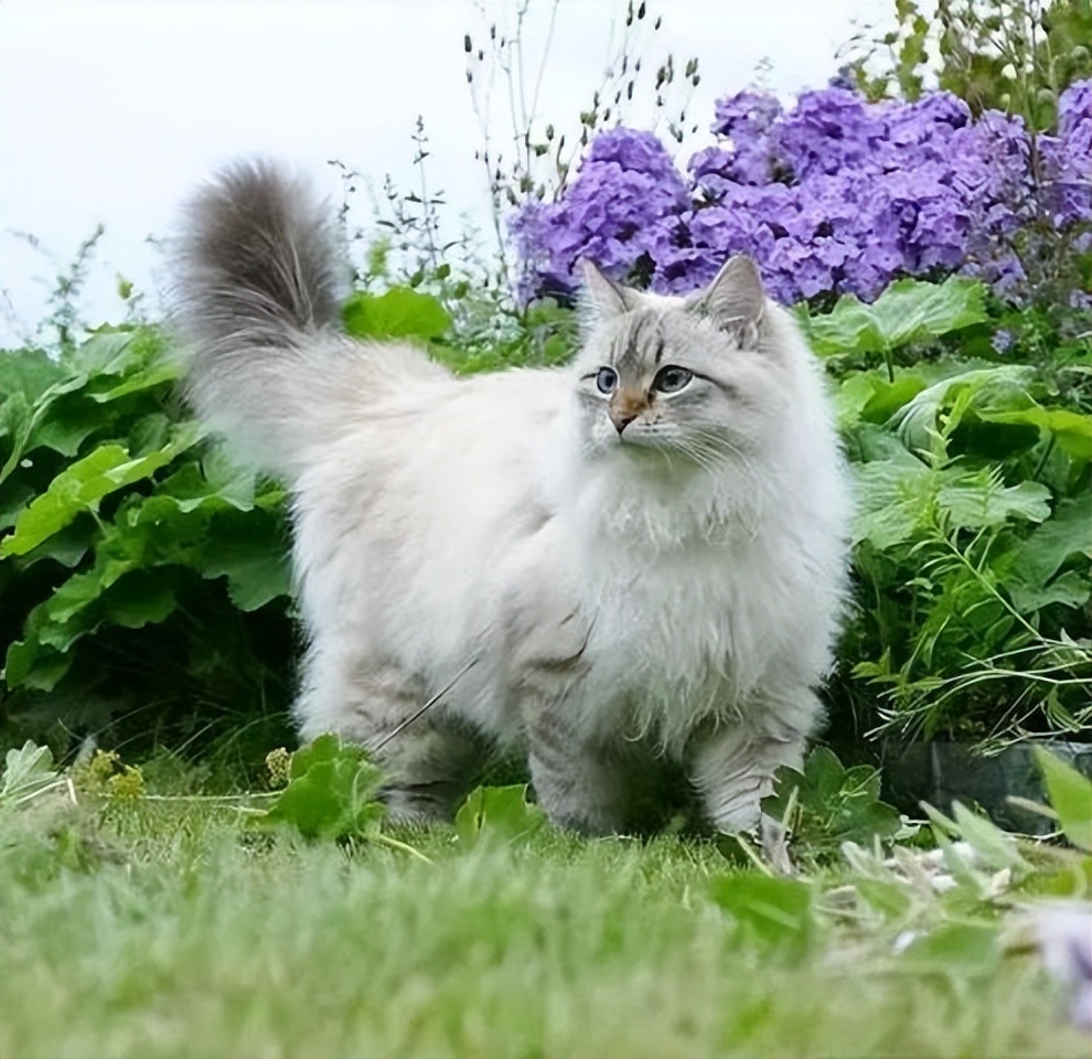 俄罗斯国猫,西伯利亚森林猫和挪威猫的区别