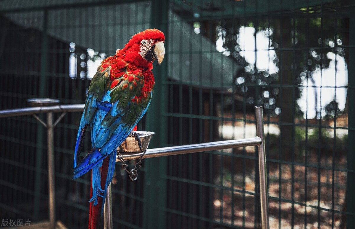 手养鸟怎么分辨鹦鹉品种,怎么分辨手养鹦鹉