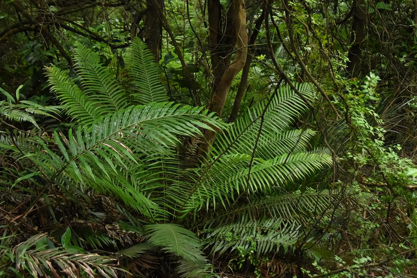 家底大揭秘！深圳究竟有多少“神奇生物”？