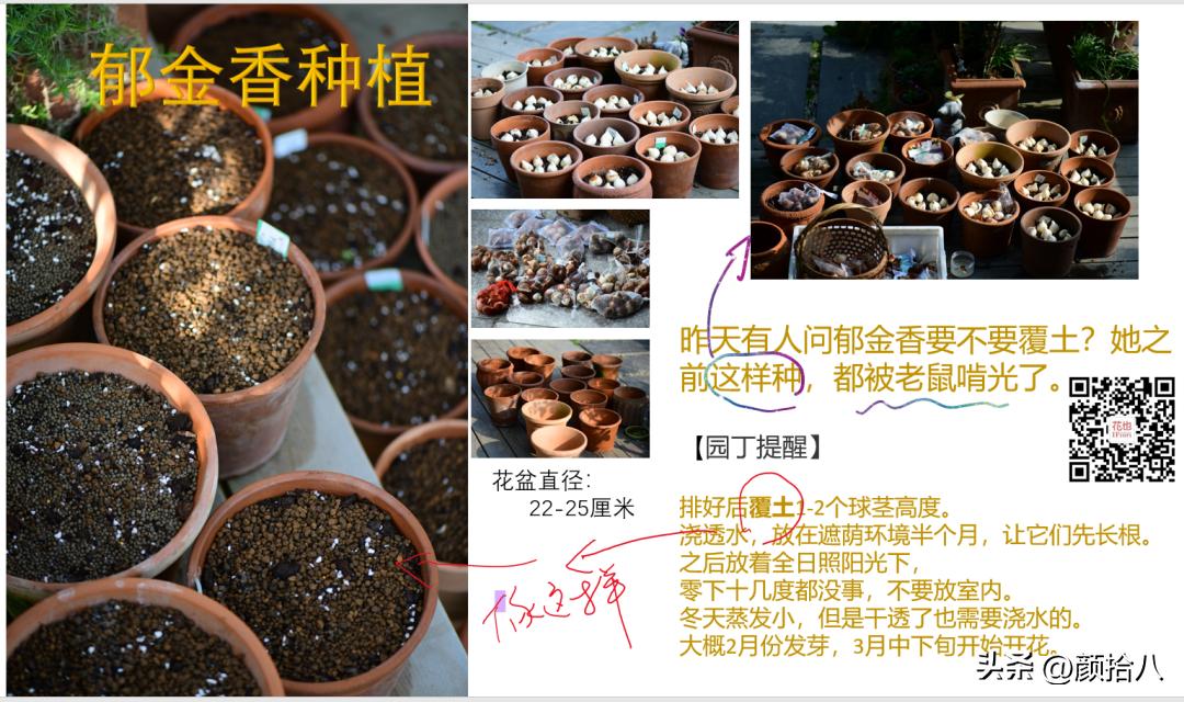 河马花园最耐阴植物,最漂亮的花园里的郁金香