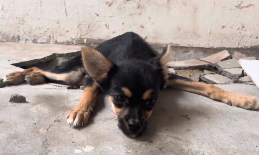 吉娃娃被小人暗算,吉娃娃被打成残疾