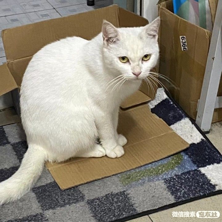 附近宠物店免费领养同城,猫狗领养平台免费赠送狗狗