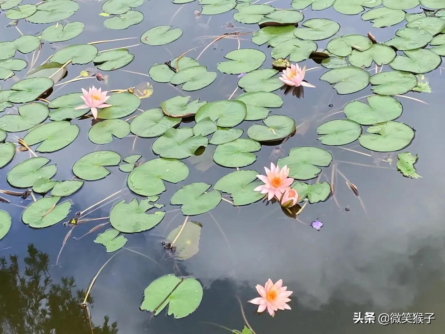 城市里的氧吧,广州番禺莲花山旅游区