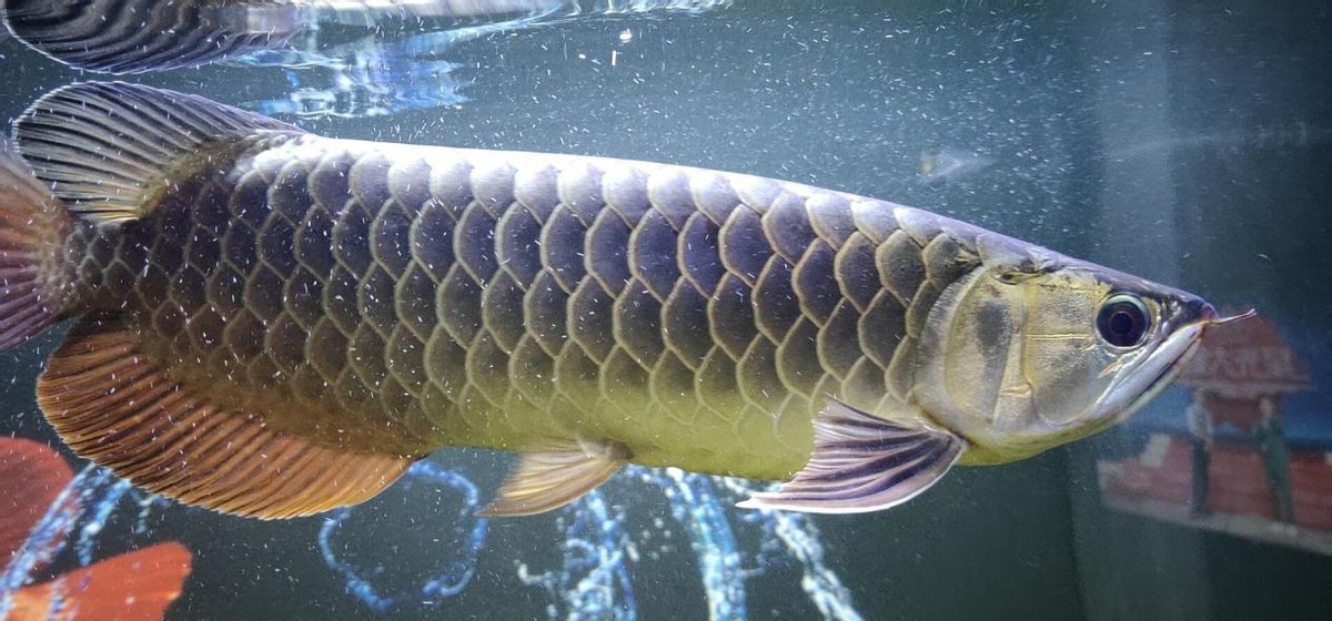 龙鱼缸混养哪些底层鱼好看,龙鱼缸配什么观赏鱼好