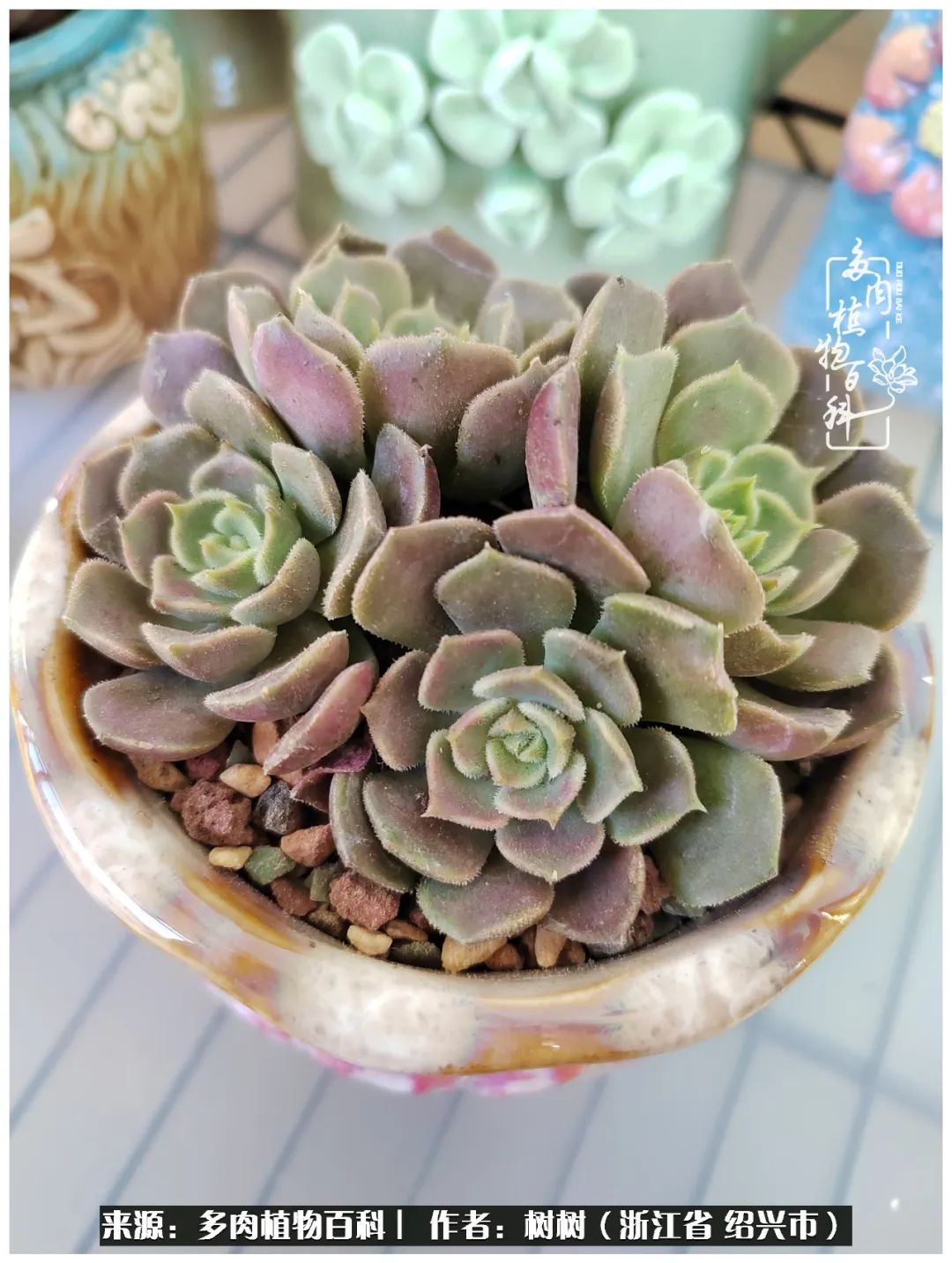 又临寒冬，暖阳下携手肉肉赏姹紫嫣红！