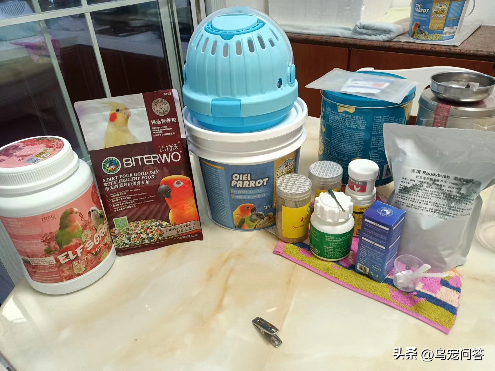 金太阳鹦鹉突然大量喝水,鹦鹉突然有呕吐动作