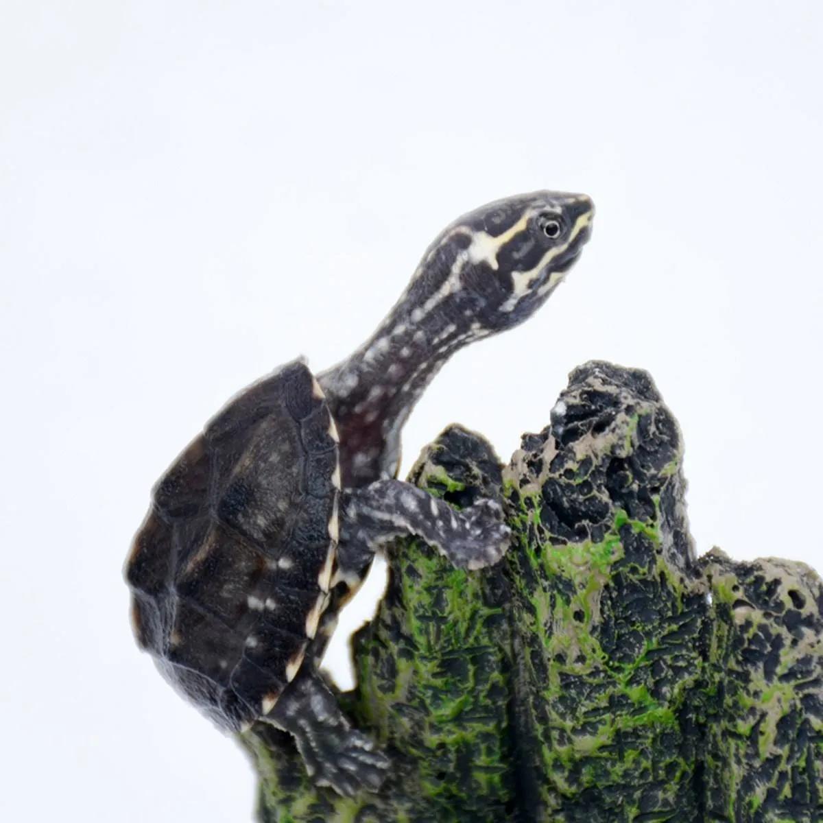 麝香类的龟哪个便宜,麝香龟哪个品种最便宜