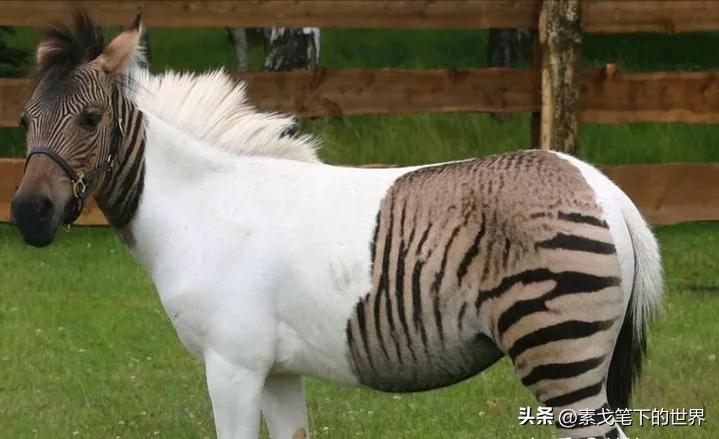 婆罗洲神秘杂交猴,婆罗洲惊现杂交神秘猴