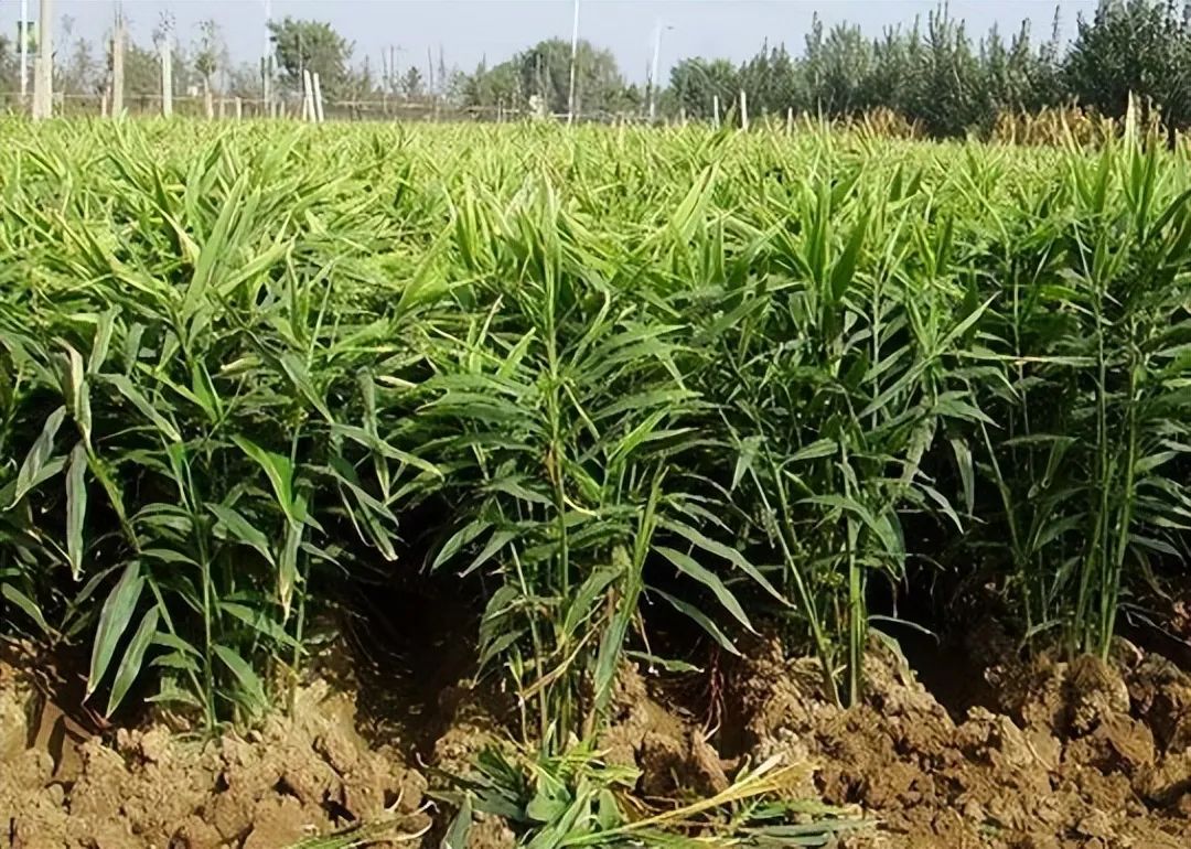 家备生姜,小病不慌,什么意思呢?一起来听听呗