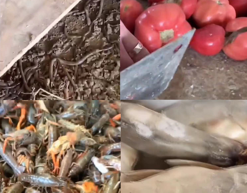 黄缘龟和黄喉拟水龟的区别,黄缘龟是陆龟还是水龟