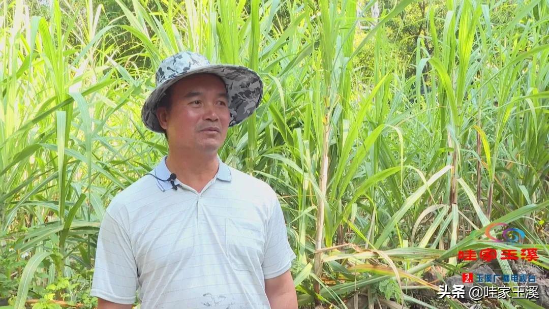 峨山西尼红糖,云南西尼红糖纯手工甘蔗