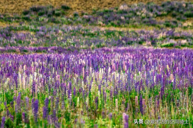 新西兰夫妻制度,新西兰是一妻多夫制吗