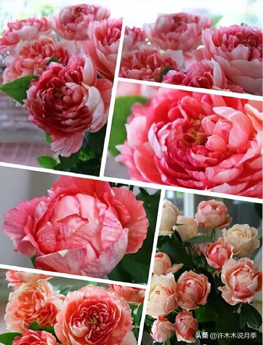 月季常见的毛病有哪些图片,月季黑心怎么回事