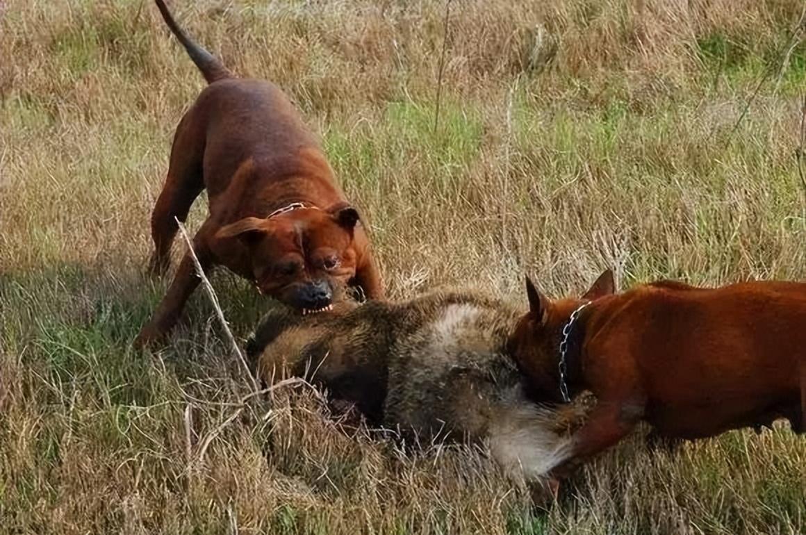 满族不吃狗肉，回族不吃猪肉，那汉族不吃什么肉？