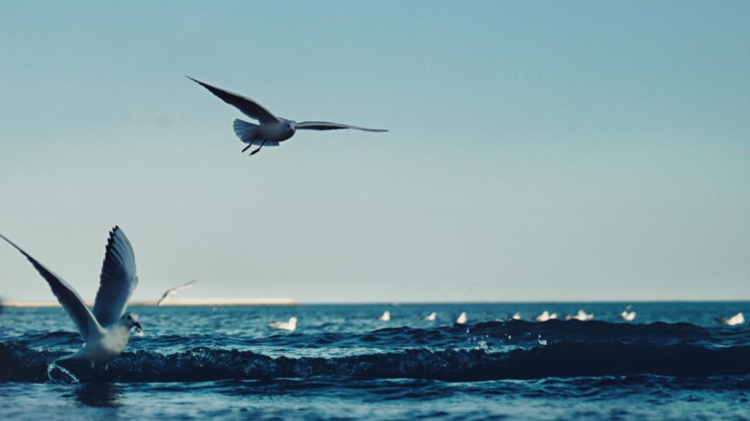 赞美秦皇岛的夏天,想念秦皇岛的夏天